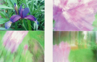 Iris_Comp_II.jpg