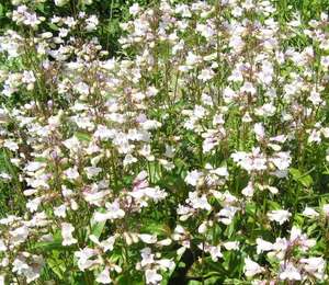 Penstemon_dig_Kopie.jpg