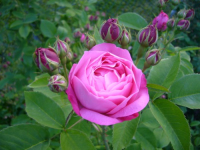 unbekannte_Rose1.jpg
