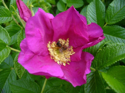 Rosa_rugosa01.jpg