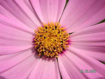 cosmea01.jpg