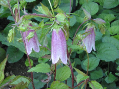 Campanula_altrosa__Pflanze.jpg