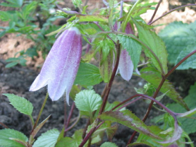 Campanula_rosa_.jpg