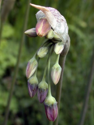 Alium_sicculum_Knospe_offnet2.jpg