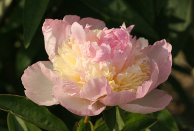 paeonia_raspberry_sundae_3494.jpg