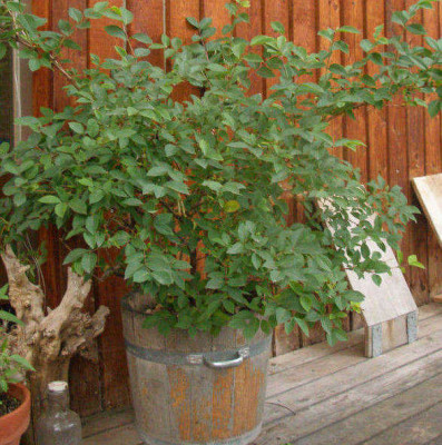 lonicera_x_purpusii_2006-06.jpg