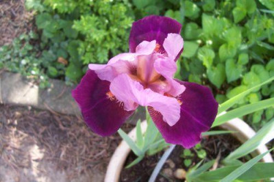 000_1090_Iris_Frenchi.jpg