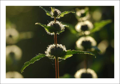 Phlomis_1_09-06-2006.jpg