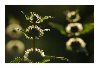Phlomis_2_09-06-2006.jpg