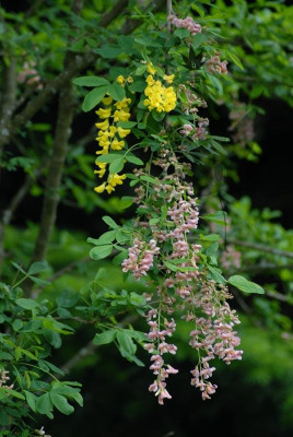 laburnum_2faerbig.jpg