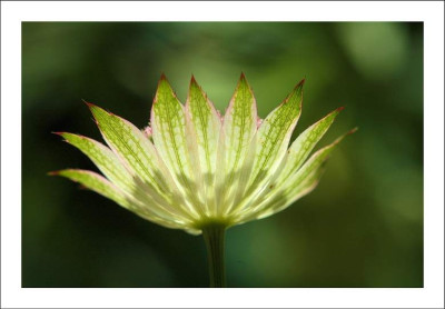 Astrantia__1_10-06-2006.jpg