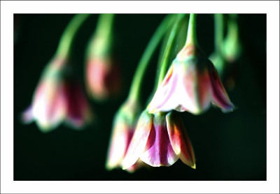 Allium_1_09-06-2006.jpg