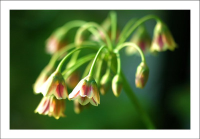 Allium_2_09-06-2006.jpg