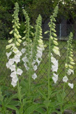 20040602_digitalis_purpurea_alba.jpg