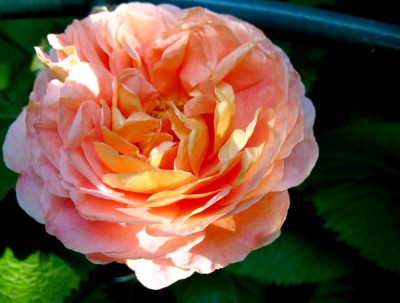 webpic_abraham_darby.jpg