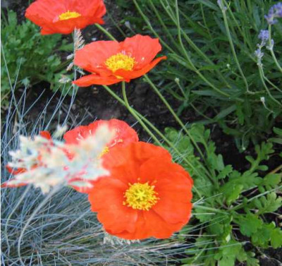 Papaver2.JPG