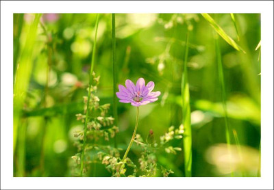 Geranium_1_11-06-2006.jpg