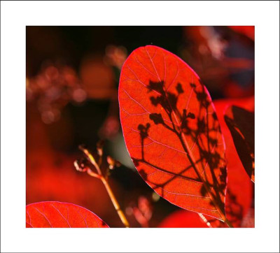 Cotinus_1_10-06-2006.jpg