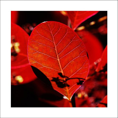 Cotinus_2_10-06-2006.jpg