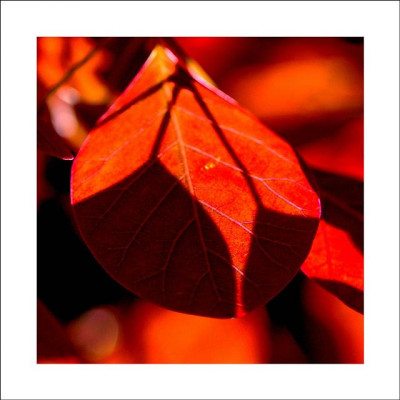 Cotinus_4_10-06-2006.jpg