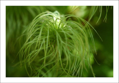 Clematis_1_10-06-2006.jpg