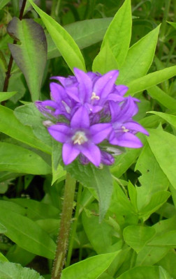 20040603_campanula_glomerata.jpg