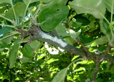 Apfelbaum06061105.JPG