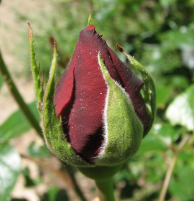 erste_Rose11.06.06_020.jpg