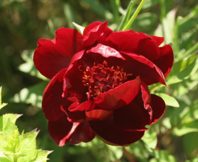 paeonia_chocolate_soldier_3497.jpg