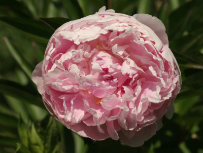 paeonia_solange_3502.jpg