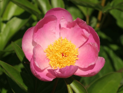 paeonia_nicht_bowl_of_beauty_3500.jpg