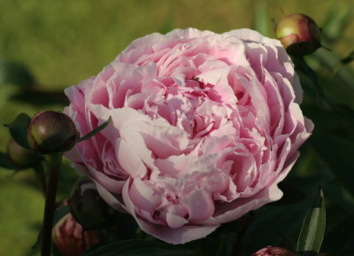 paeonia_sarah_bernhardt_3532.jpg