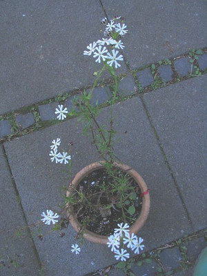Zaluzianskya_capensis_2006_2.jpg