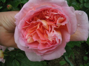 Abraham_Darby_vollerbluht_1_1_1.JPG