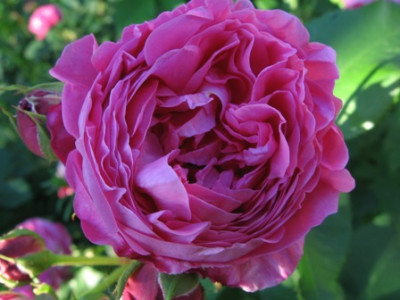 Louise_Odier_12.jpg