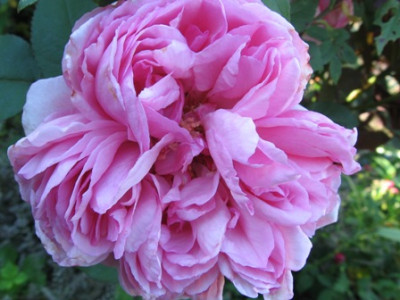 Mme_Ernest_Calvat_1.jpg