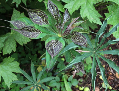 IMG_3437_eArisaema ciliatum_Mutant.JPG