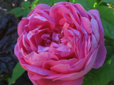 Marie_de_Blois_1.jpg