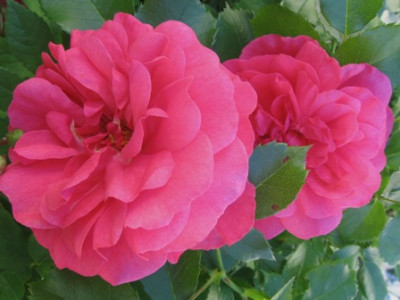 Rosarium_Utersen234.jpg