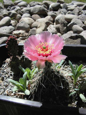 Opuntia_xy.jpg