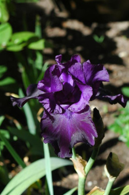 A0253_Large.JPG