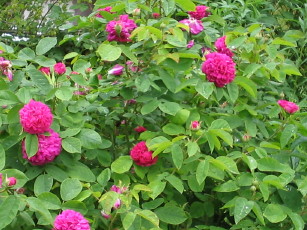 Rose_de_Resht_in_Blute_1_1_1.JPG