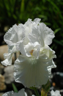 A0252_Large.JPG