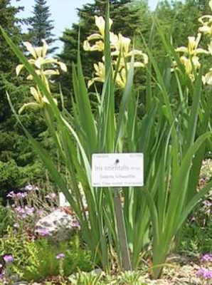 Iris_orientalis__a.jpg