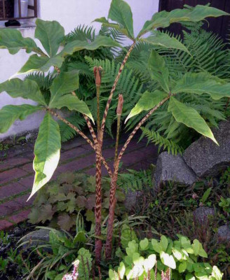 Arisaema_nepenthoides_2006-06-11.JPG