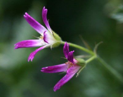 Geranium-oxonianum-thurston.jpg
