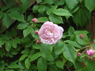 Blush_Noisette_im_Kommen_1_1_1.JPG