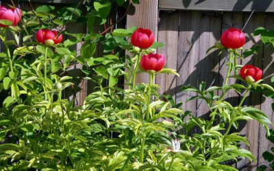 Paeonia_peregrina_Otto_Froebel_2006-06-11.JPG