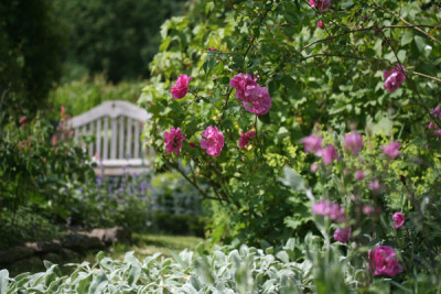 Erste-Rosenblute-1.jpg