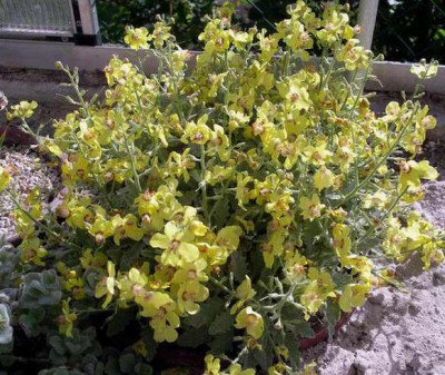 Verbascum_x_Leticia_2006-06-11.JPG